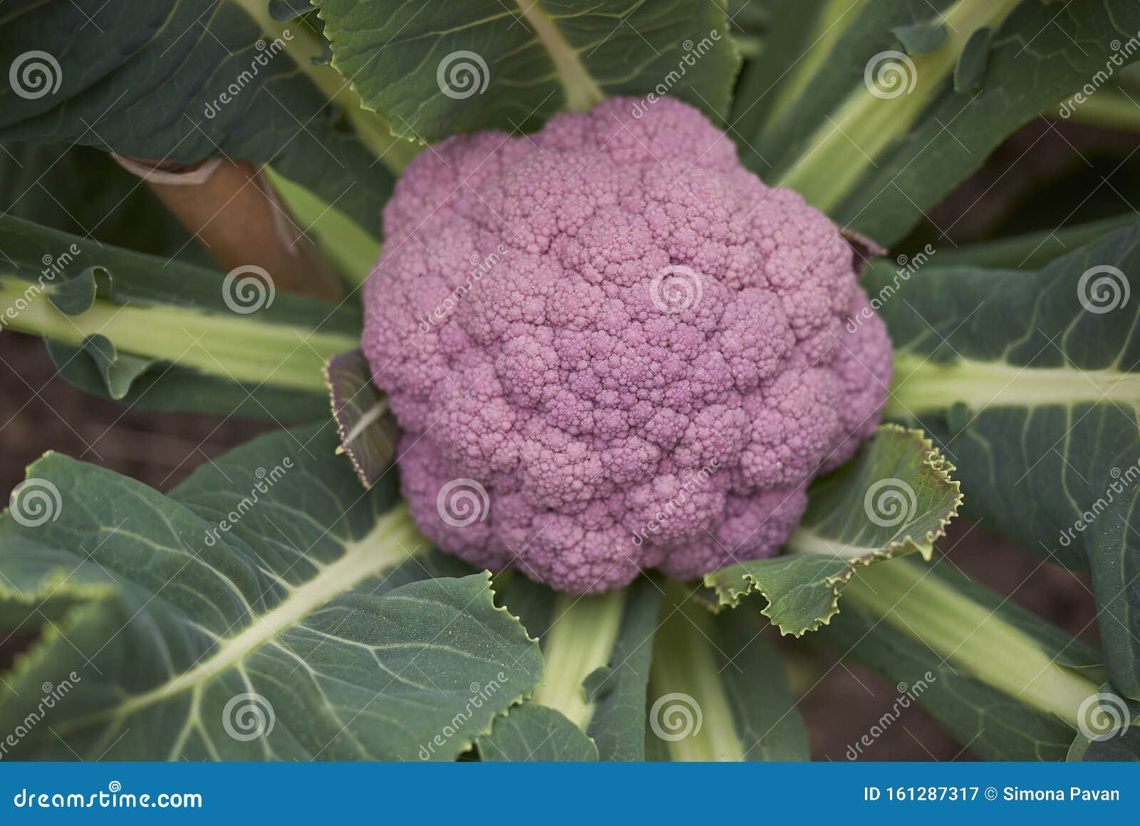 菜园紫菜花库存图片 图片包括有食物 营养 冬天 庭院 植物群 有机 素食主义者 新鲜 菜园紫菜花库存图片 图片包括有食物 营养 冬天 庭院 植物群 有机 素食主义者 新鲜