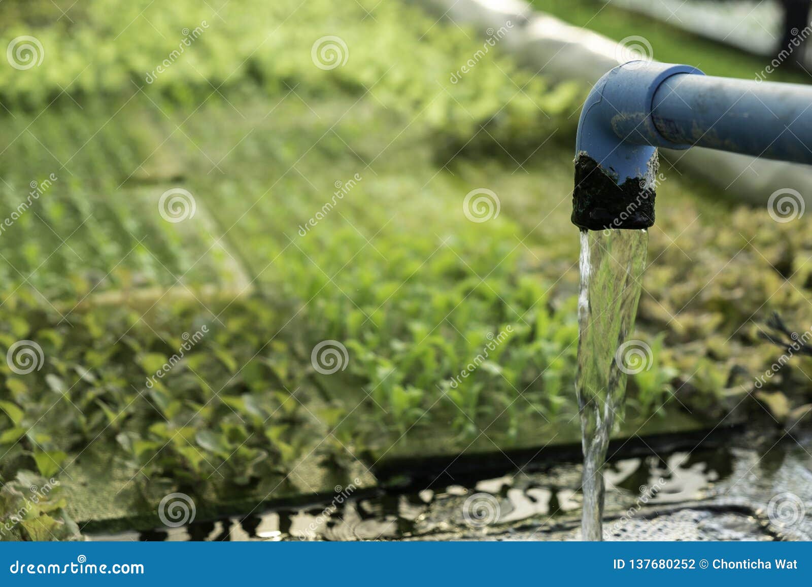 菜绿色橡木菜园的水耕的系统水和肥料自动化 Eco有机现代聪明的农厂技术库存照片 图片包括有菜绿色橡木菜园的水耕的系统水和肥料自动化 Eco有机现代聪明的农厂技术