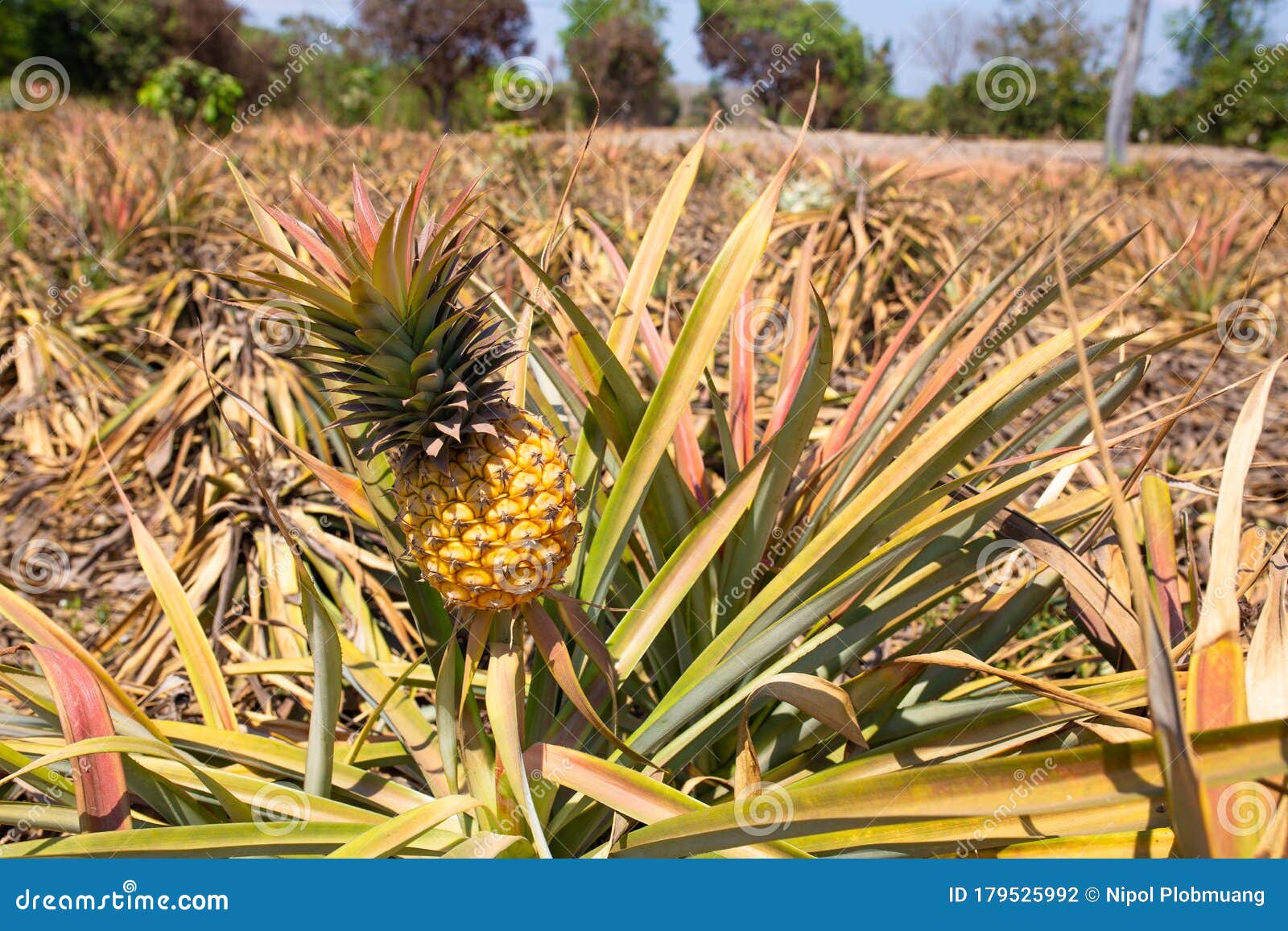 菠萝园栽培热带水果库存照片. 图片包括有本质, 种田, 庄稼, 生长, 营养, 有机, 室外, 自然- 179525992