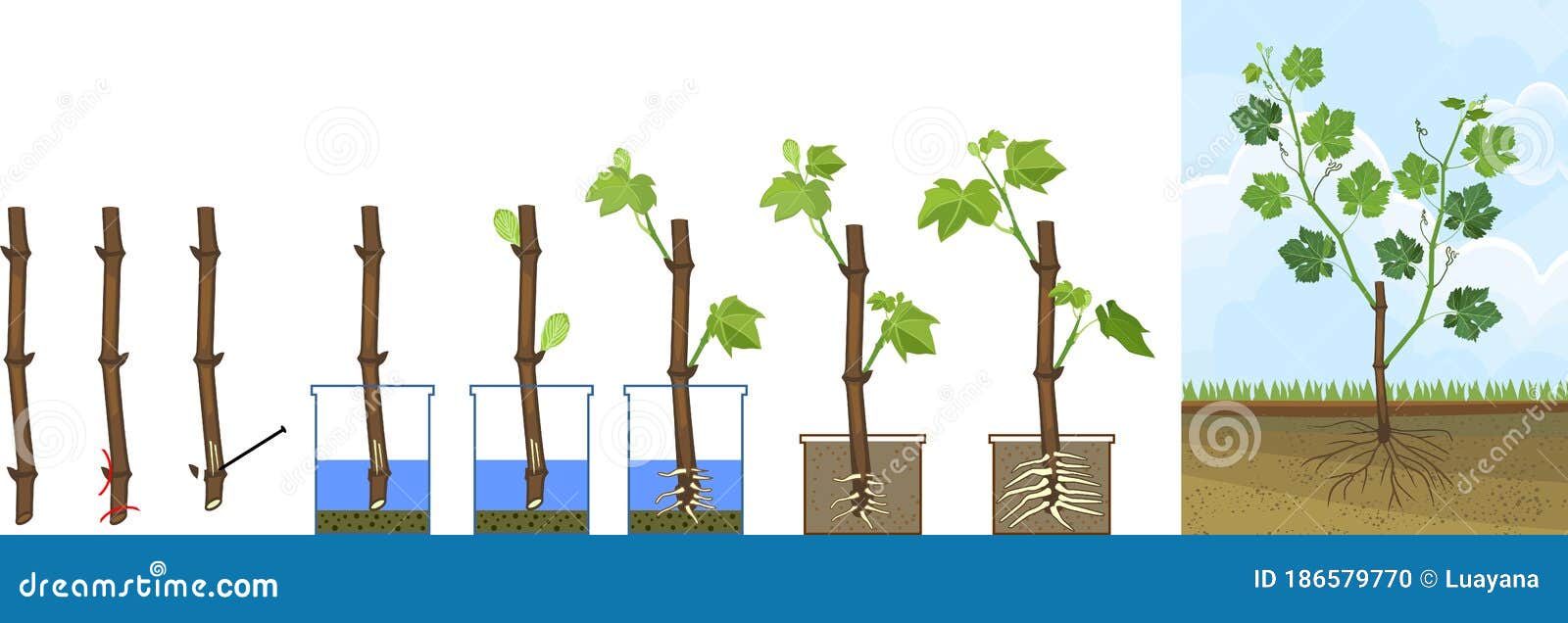 葡萄营养繁殖方案从繁殖茎切到幼根葡萄藤的生长阶段向量例证 插画包括有传送 顺序 生长 词根