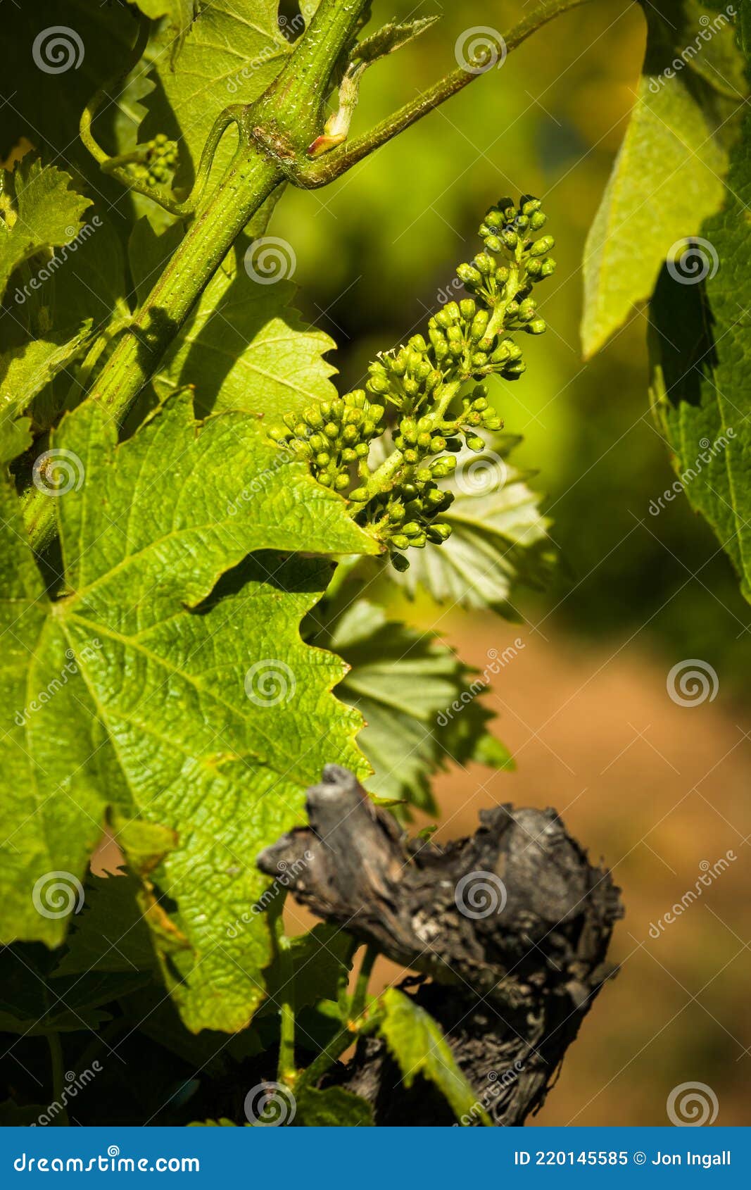 葡萄藤上的年青葡萄花芽库存图片 图片包括有户外 哺育 开花 卷须 本质 种田 地中海 葡萄藤上的年青葡萄花芽库存图片 图片包括有户外 哺育 开花 卷须 本质 种田 地中海