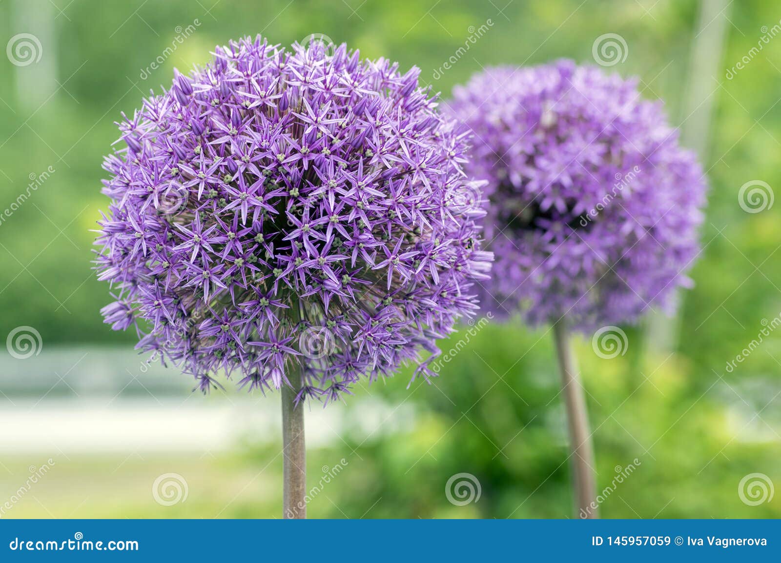 葱属hollandicum开花植物 小组在绽放的紫色波斯装饰葱花库存图片 图片包括有花卉 绽放 葱属hollandicum开花植物 小组在绽放的紫色波斯装饰葱花库存图片 图片包括有花卉 绽放