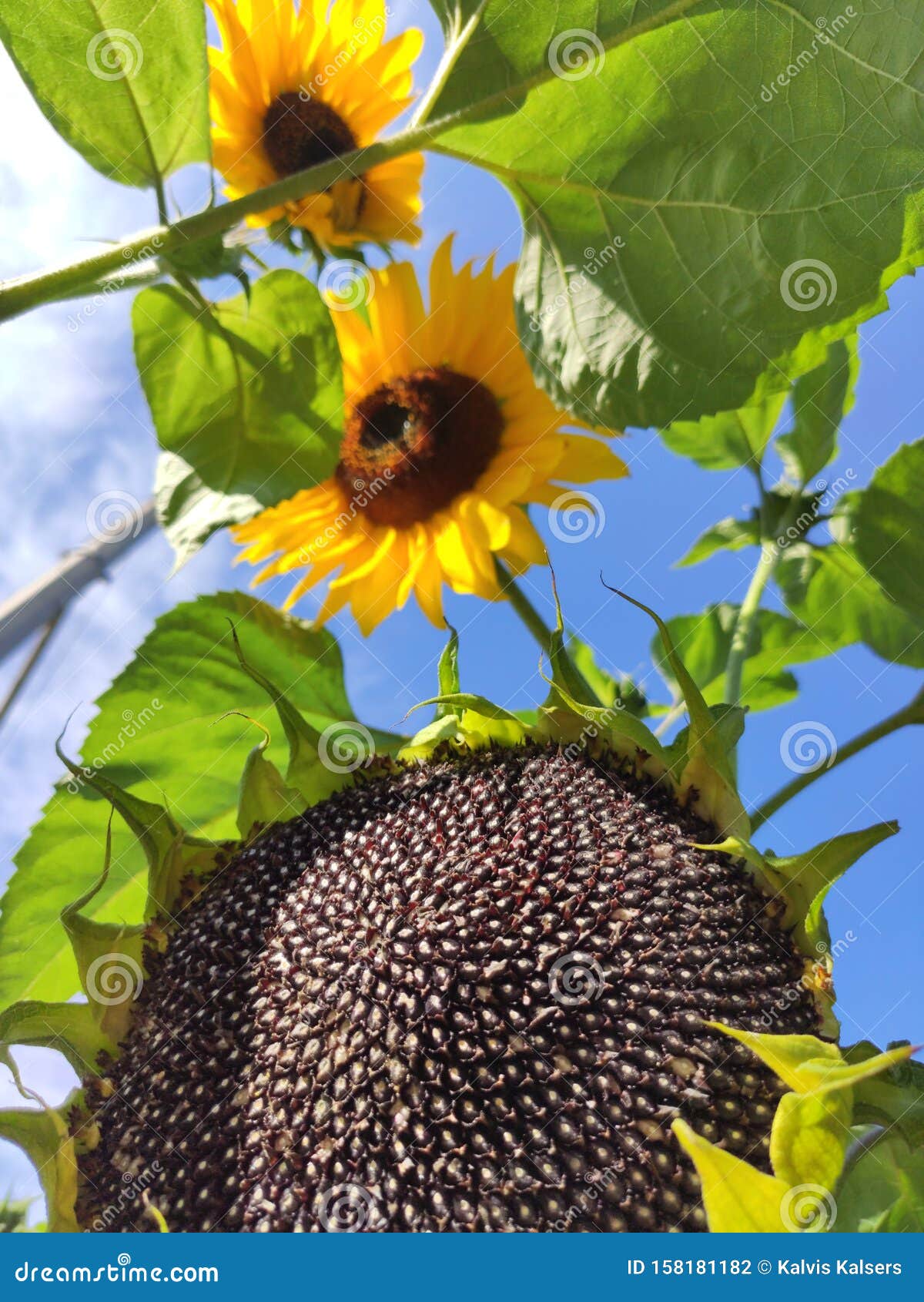 葵花籽库存照片 图片包括有葵花籽