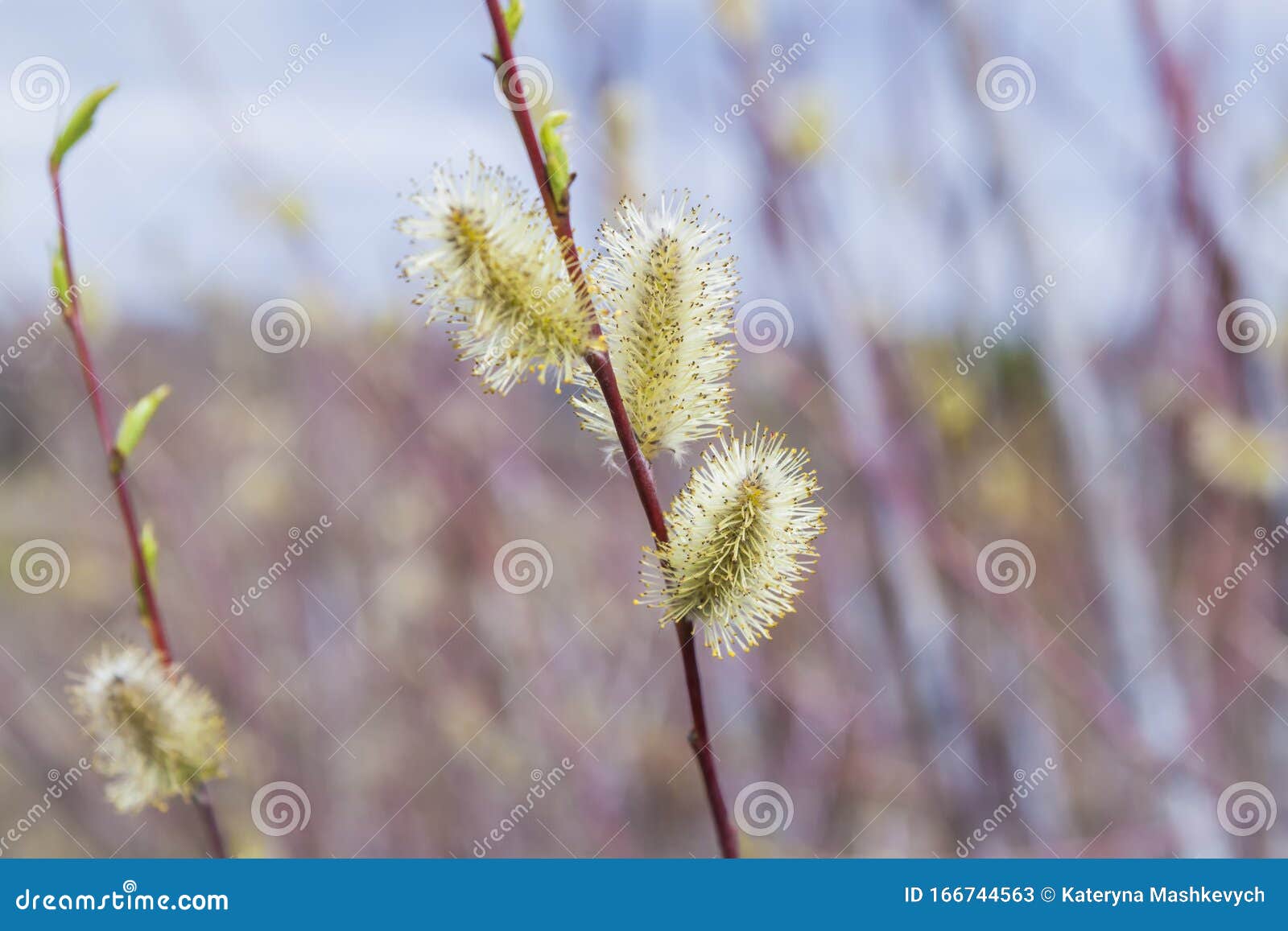 蓝天背景 春复活节背景中猫眼的柳枝特写库存图片 图片包括有绿色 宏指令 生活 花卉 灌木 蓝天背景 春复活节背景中猫眼的柳枝特写库存图片 图片包括有绿色 宏指令 生活 花卉 灌木