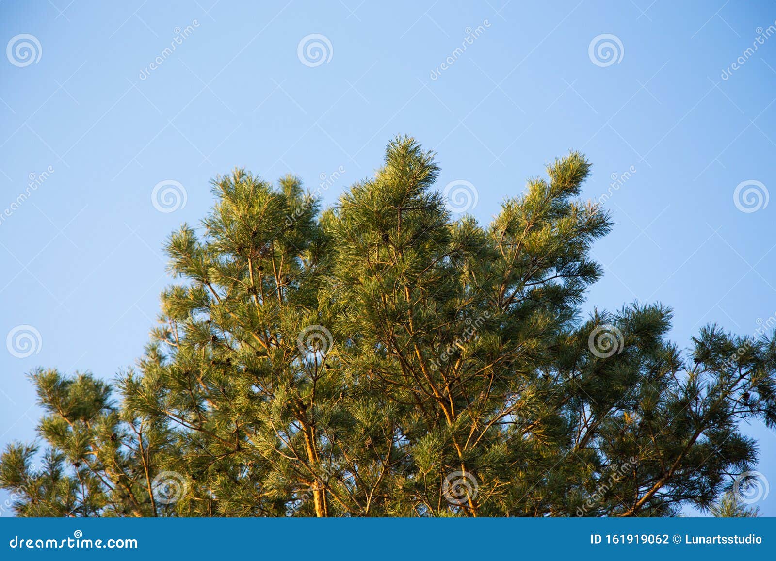 蓝天背景中的云杉树枝特写高清壁纸自然绿色云杉桌面背景墙纸库存照片