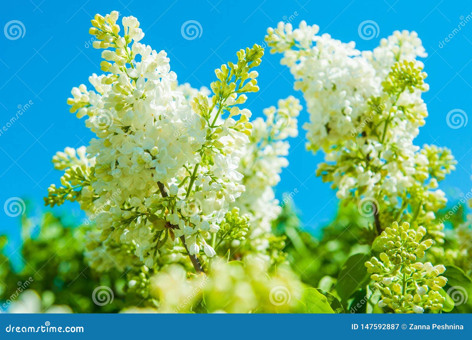 蓝天背景中的白色紫丁香花库存图片 图片包括有蓝天背景中的白色紫丁香花