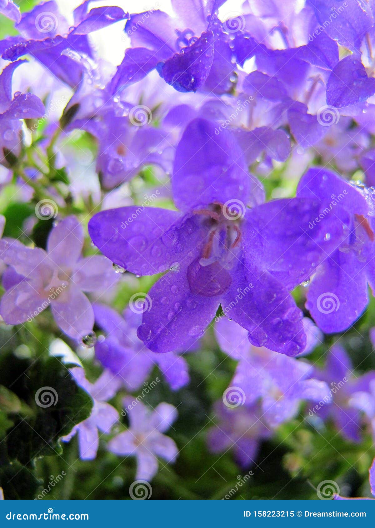 蓝紫色花蓝铃 花瓣上露露库存图片 图片包括有蓝紫色花蓝铃 花瓣上露露 蓝紫色花蓝铃 花瓣上露露库存图片 图片包括有蓝紫色花蓝铃 花瓣上露露