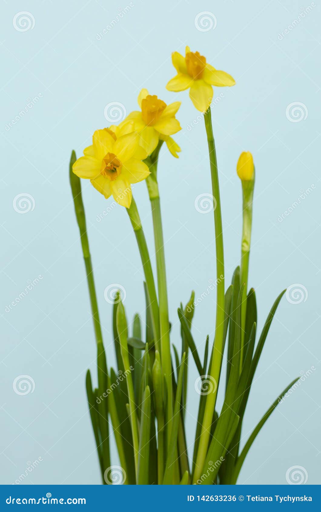 蓝背水仙花库存照片 图片包括有水仙 花卉 节假日 庭院 季节 绿色 花束 查出 本质 蓝背水仙花库存照片 图片包括有水仙 花卉 节假日 庭院 季节 绿色 花束 查出 本质