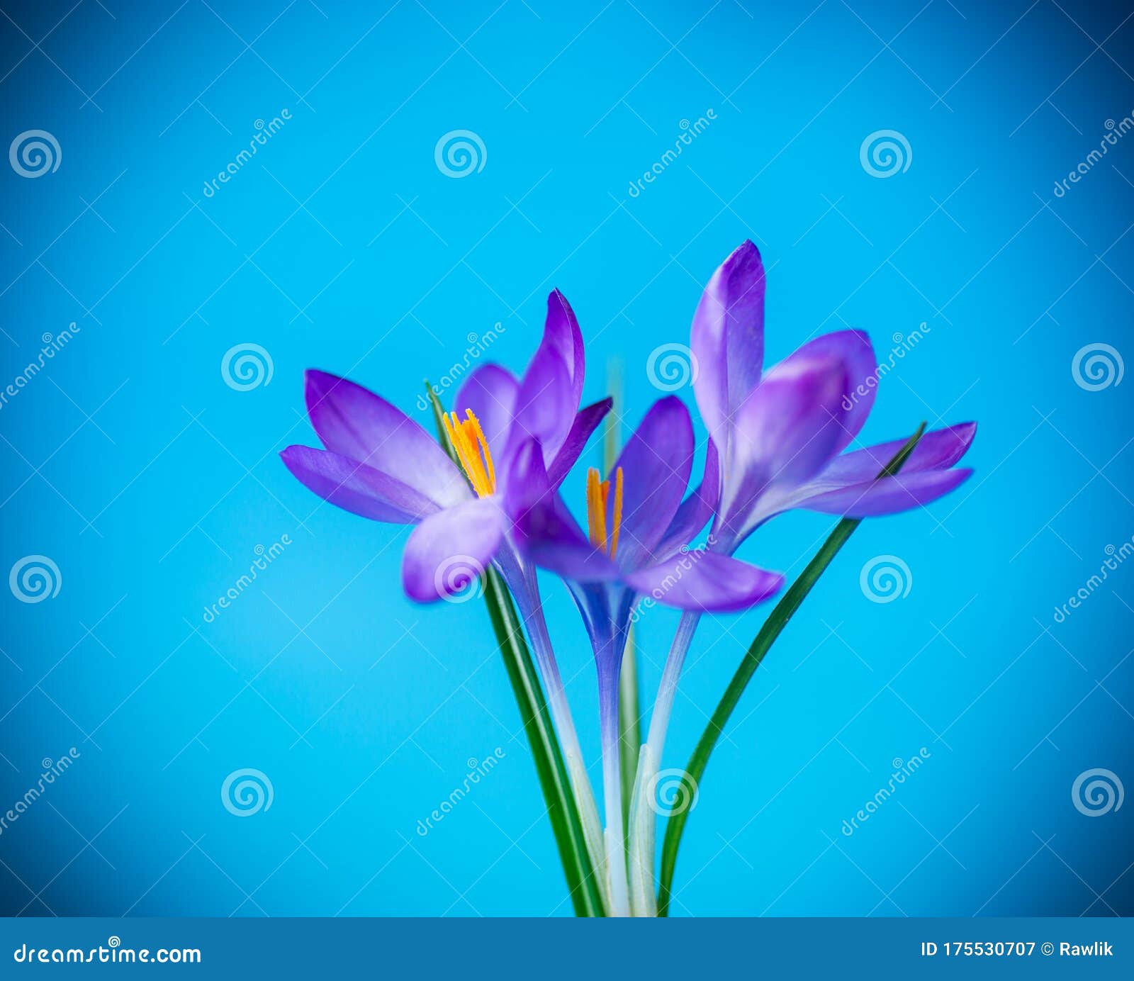 蓝色分离的春紫色小芙蓉花库存图片 图片包括有花卉 开花 题头 草甸 紫红色 气候 精美 蓝色分离的春紫色小芙蓉花库存图片 图片包括有花卉 开花 题头 草甸 紫红色 气候 精美