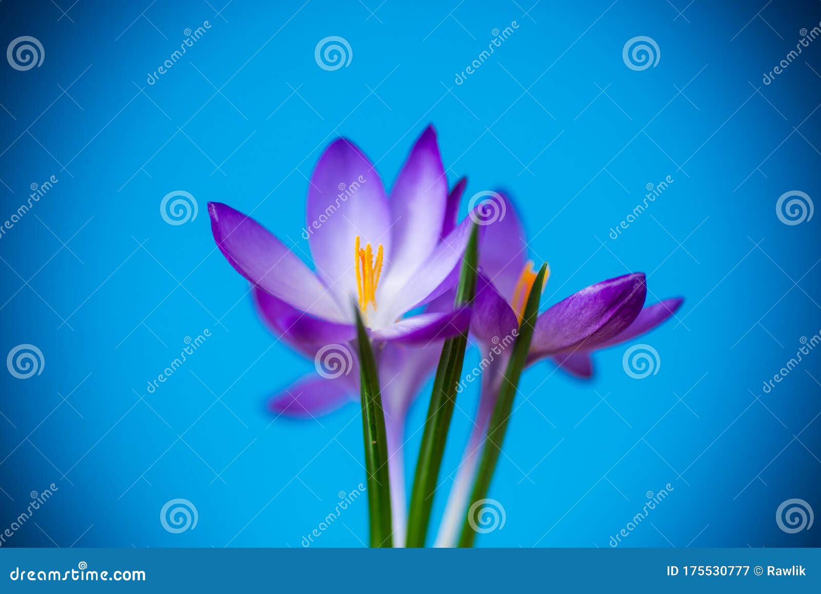 蓝色分离的春紫色小芙蓉花库存图片 图片包括有开花 花卉 精美 番红花 颜色 紫红色 自然 蓝色分离的春紫色小芙蓉花库存图片 图片包括有开花 花卉 精美 番红花 颜色 紫红色 自然