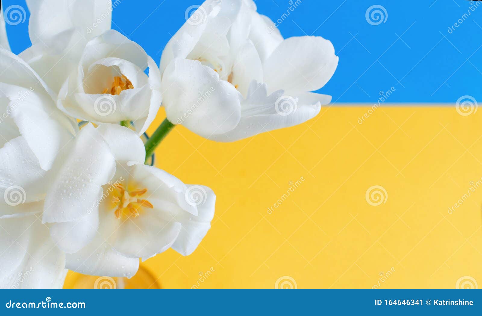蓝色和黄色背景中的白郁金香花库存图片 图片包括有五颜六色 蓝色 黄色 生日 春天 行军 蓝色和黄色背景中的白郁金香花库存图片 图片包括有五颜六色 蓝色 黄色 生日 春天 行军