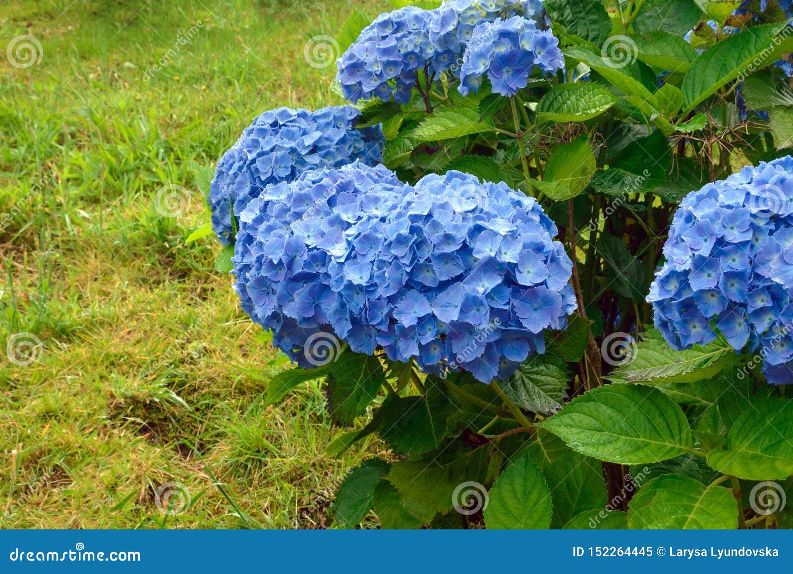 蓝色大八仙花属拉丁八仙花属macrophylla巨大的开花库存图片 图片包括有拉丁语 八仙花属