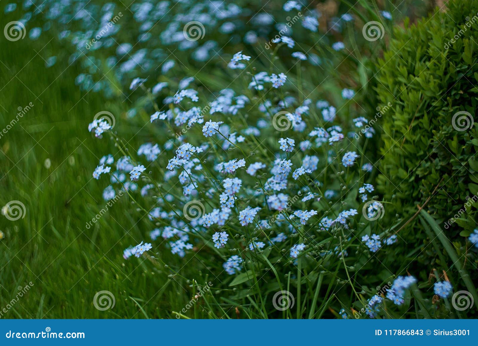 蓝色小的花 勿忘草特写镜头和绿色叶子背景纹理草甸野生植物forgetmenot生长库存图片 图片包括有勿忘草特写镜头和绿色叶子背景纹理 蓝色小的花