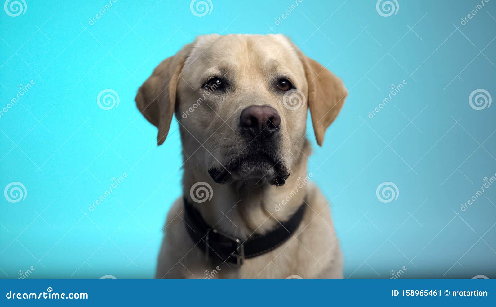 蓝色背景下摆放的可爱纯种犬 拉布拉多寻回犬库存图片 图片包括有