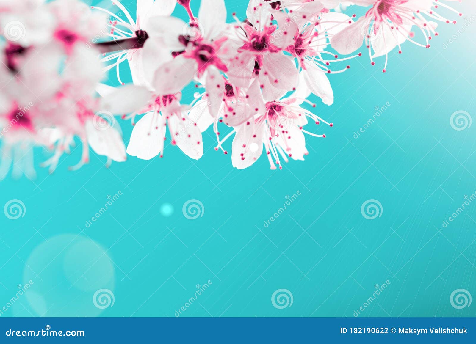蓝色背景中的樱花春花与四月花自然3月8日横幅 复活节快乐 还有文本库存照片 图片包括有公园 新鲜