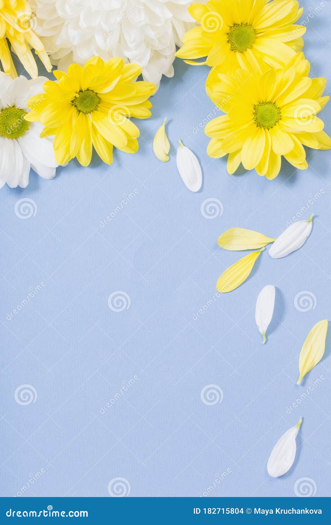 蓝色背景中的白黄色菊花库存照片 图片包括有格式 花束 庆祝 菊花 自治权 背包 模式