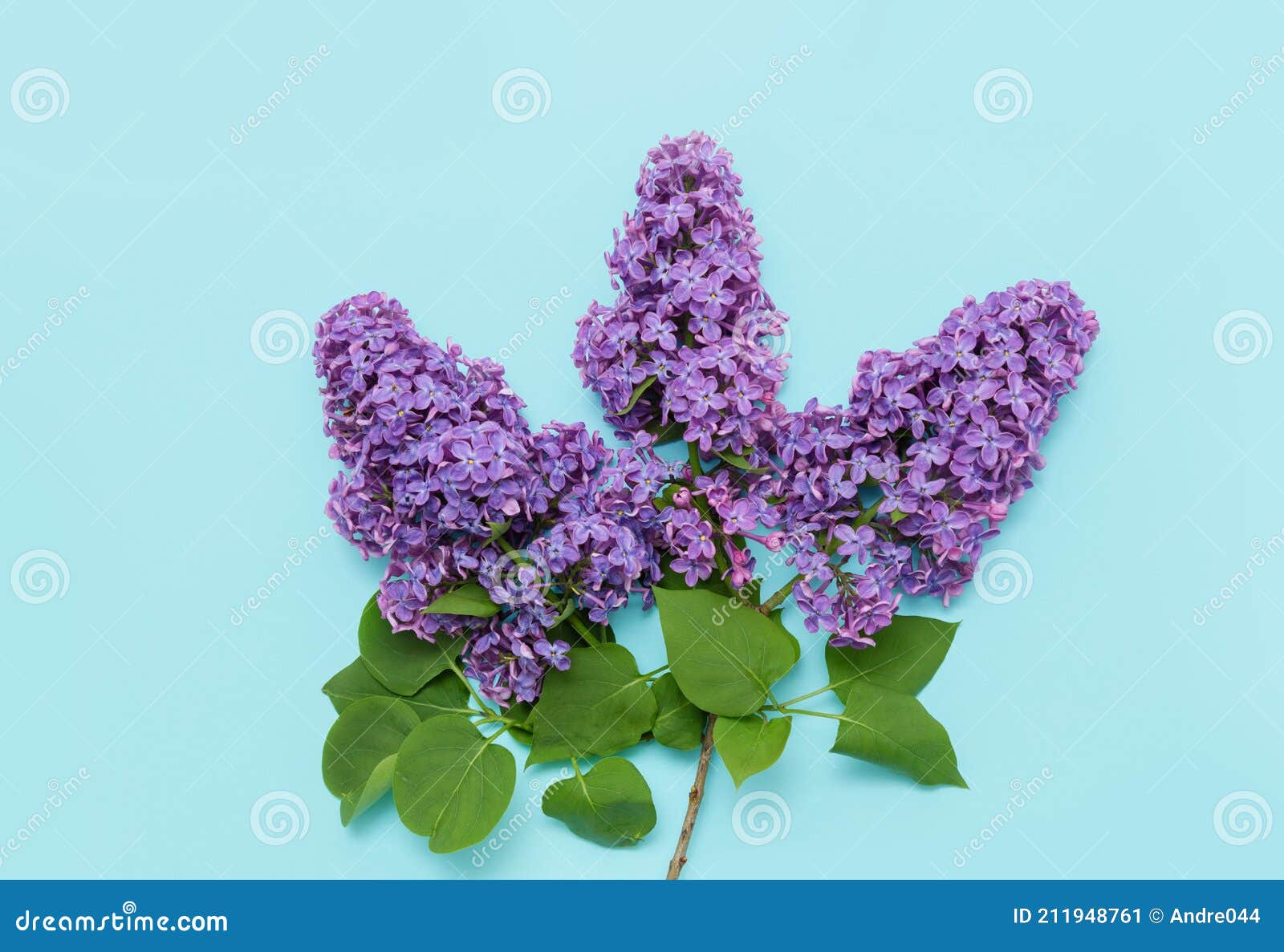 蓝色背景中的紫丁香花库存图片 图片包括有开花 行军 妈妈 详细资料 蓝色 开花的 框架 蓝色背景中的紫丁香花库存图片 图片包括有开花 行军 妈妈 详细资料 蓝色 开花的 框架