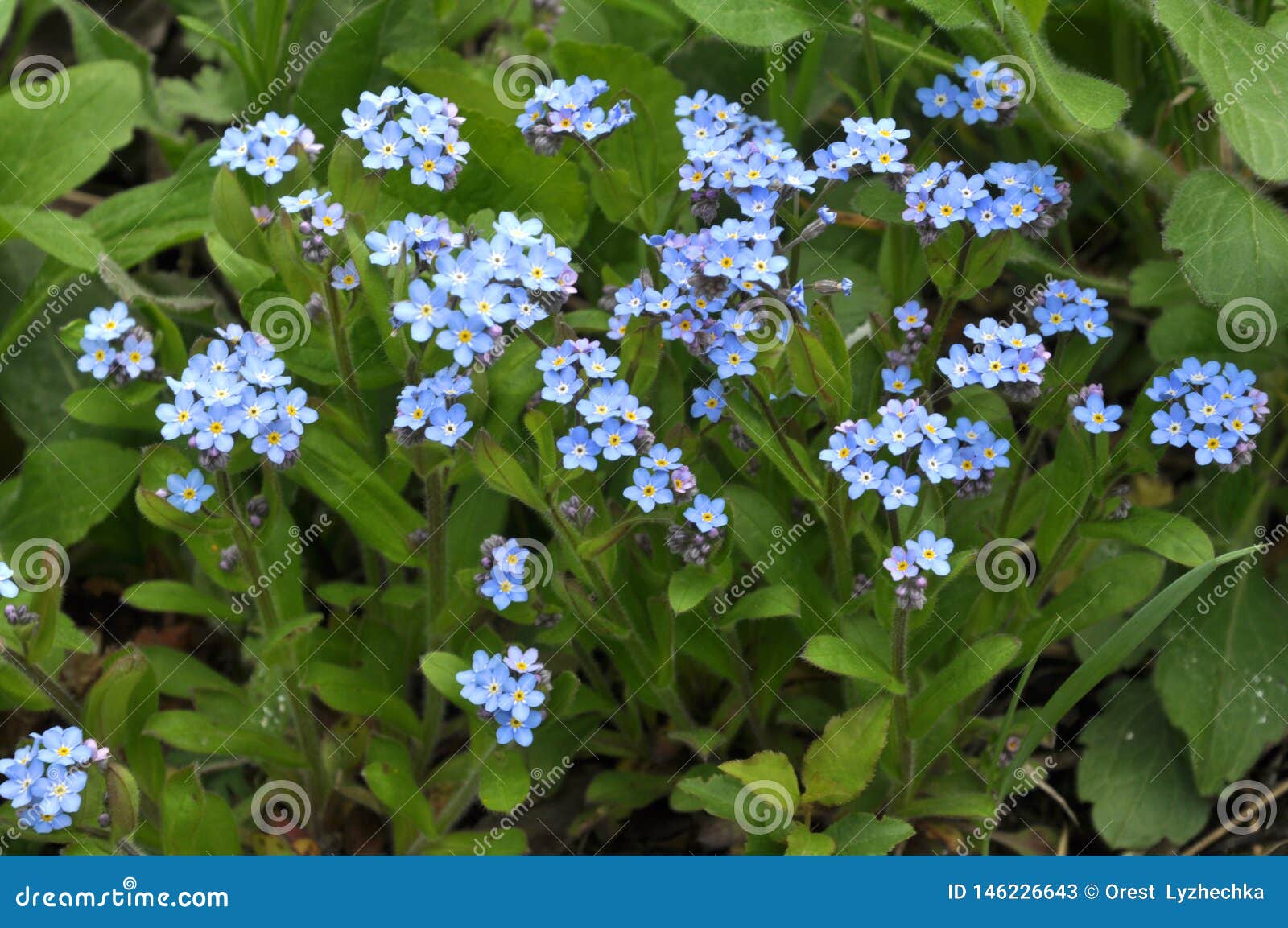 蓝色花开花勿忘草勿忘我草库存图片 图片包括有蓝色花开花勿忘草勿忘我草