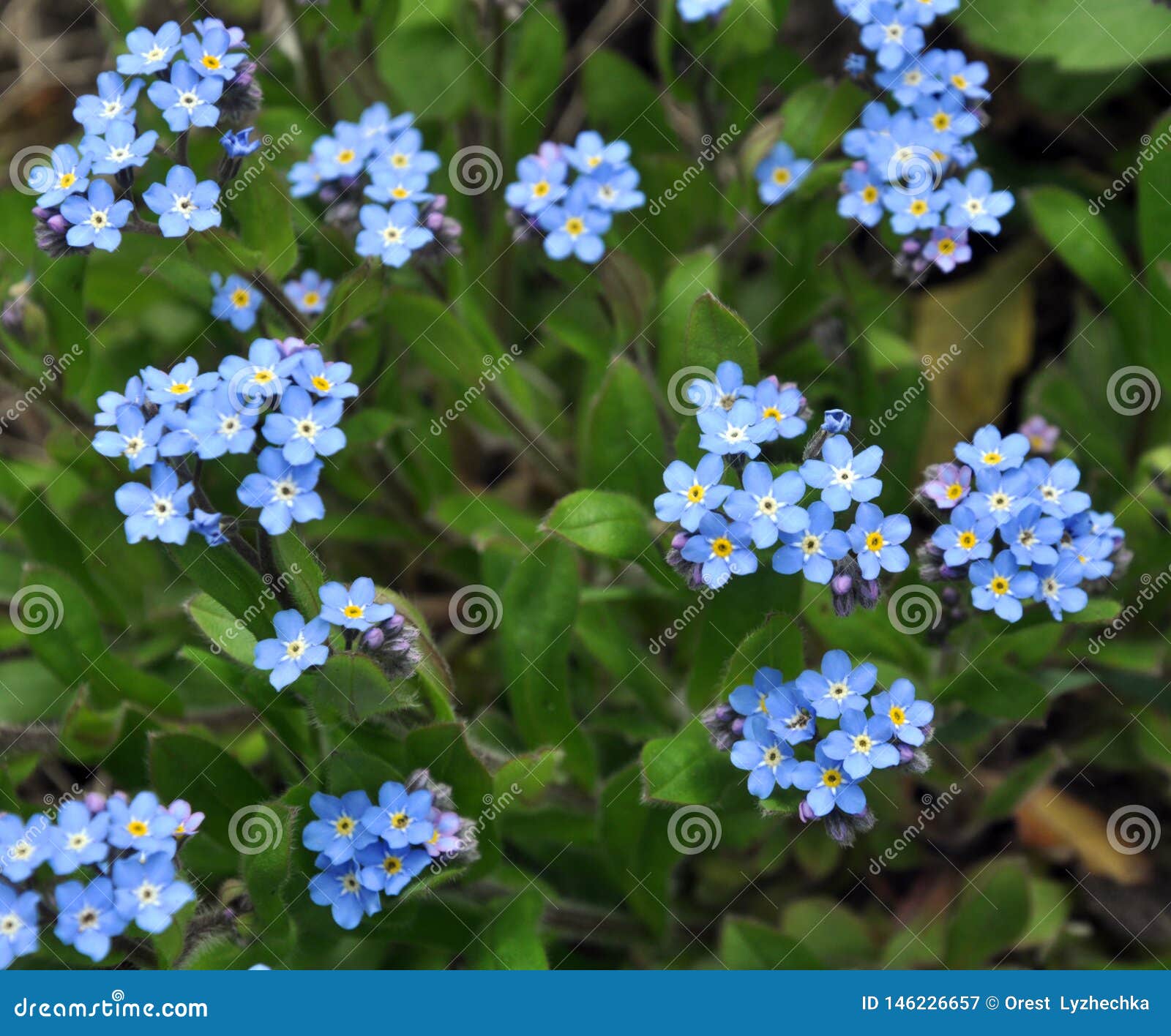 蓝色花开花勿忘草勿忘我草库存图片 图片包括有蓝色花开花勿忘草勿忘我草