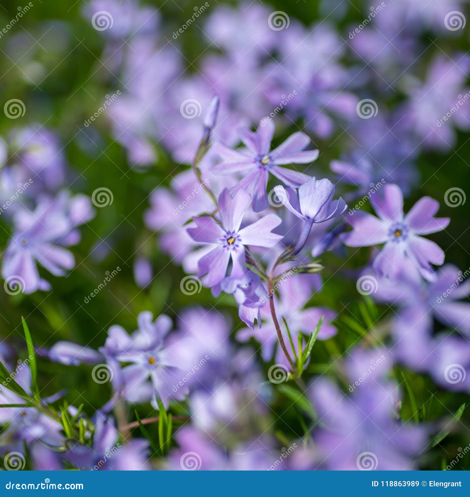 蓝色花草背景花光playnig 库存图片 图片包括有背景花光playnig 蓝色花草