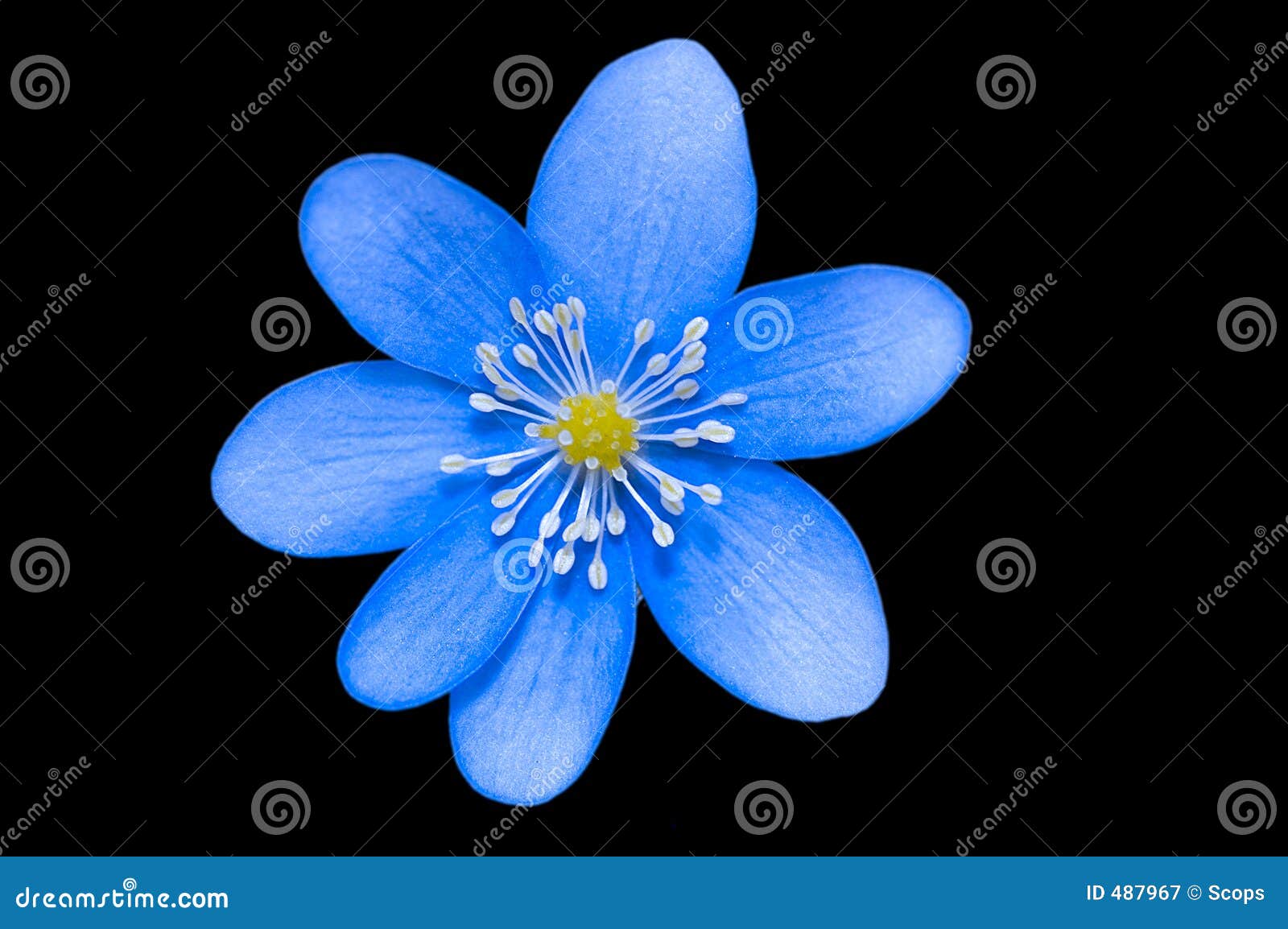 蓝色花库存图片 图片包括有花瓣 春天 蓝色 花蜜 投反对票 工厂 蔬菜 花粉 雄芯花蕊 蓝色花库存图片 图片包括有花瓣 春天 蓝色 花蜜 投反对票 工厂 蔬菜 花粉 雄芯花蕊