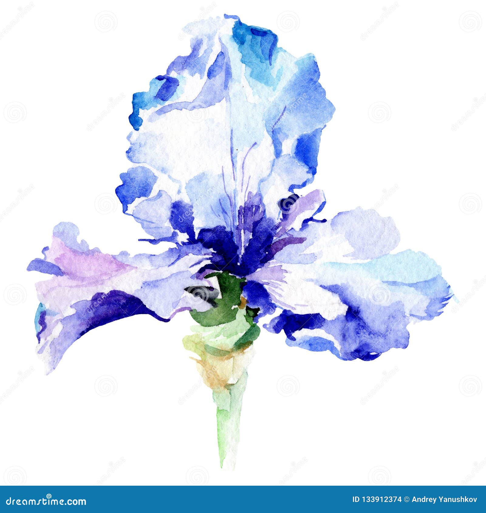 蓝色虹膜植物的花水彩背景例证集合水彩画的时尚水彩画隔绝了库存例证 插画包括有工厂 现有量 蓝色虹膜植物的花水彩背景例证集合水彩画的时尚水彩画隔绝了库存例证 插画包括有工厂 现有量