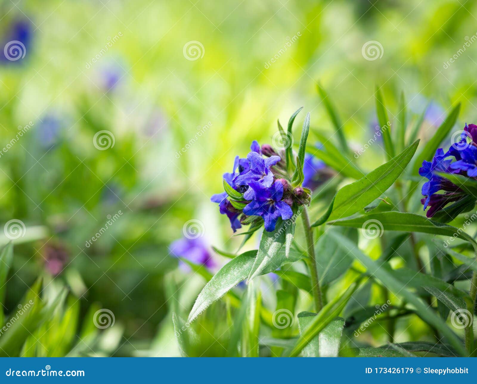 蓝花紫草开花库存图片 图片包括有蓝色 花卉 野花 开花 草甸 草本 紫色 从事园艺 蓝花紫草开花库存图片 图片包括有蓝色 花卉 野花 开花 草甸 草本 紫色 从事园艺
