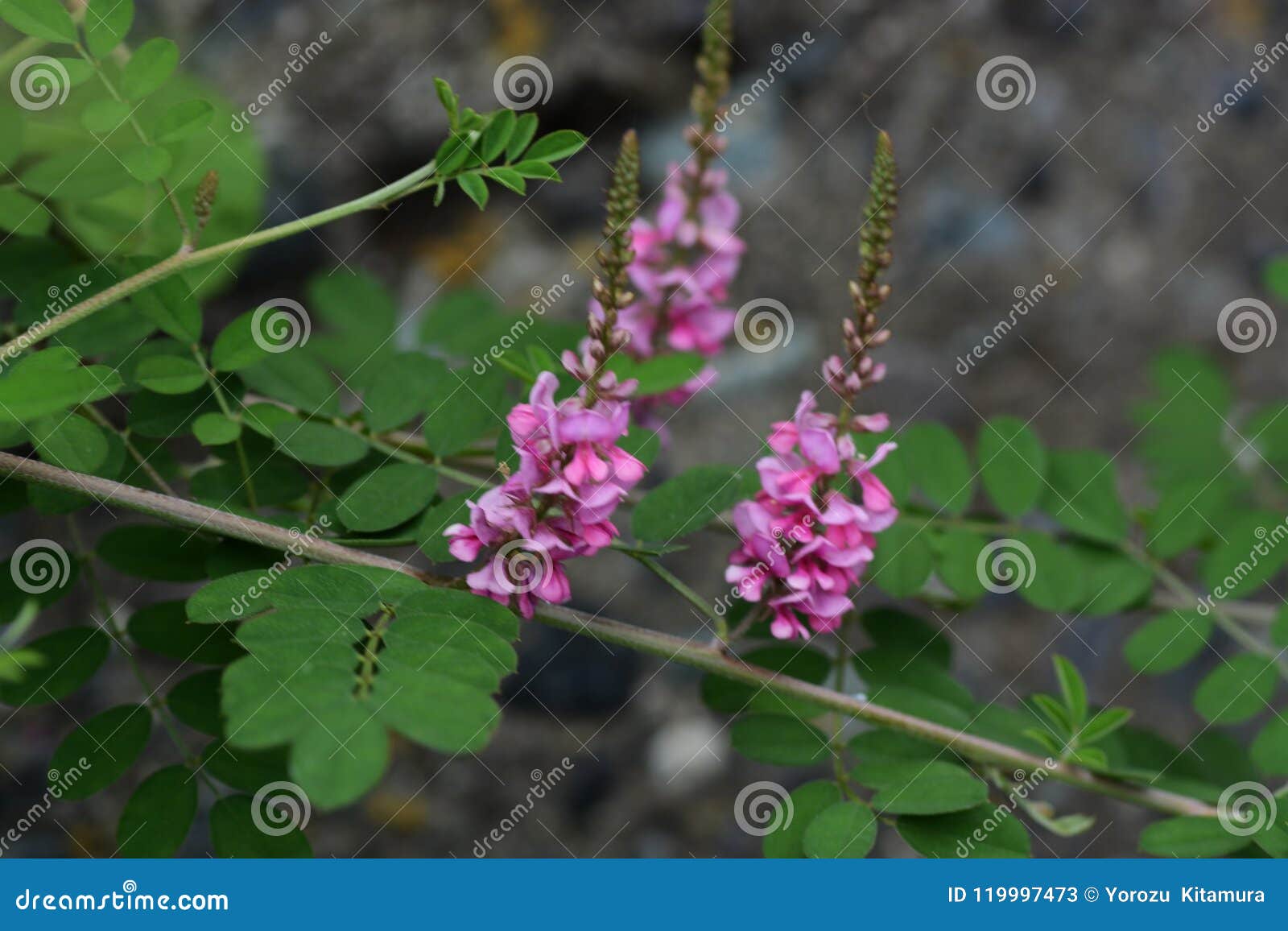 蓼蓝pseudotinctoria 库存图片 图片包括有颜色 植物群 本质 结构树 特写镜头 蓼蓝pseudotinctoria 库存图片 图片包括有颜色 植物群 本质 结构树 特写镜头