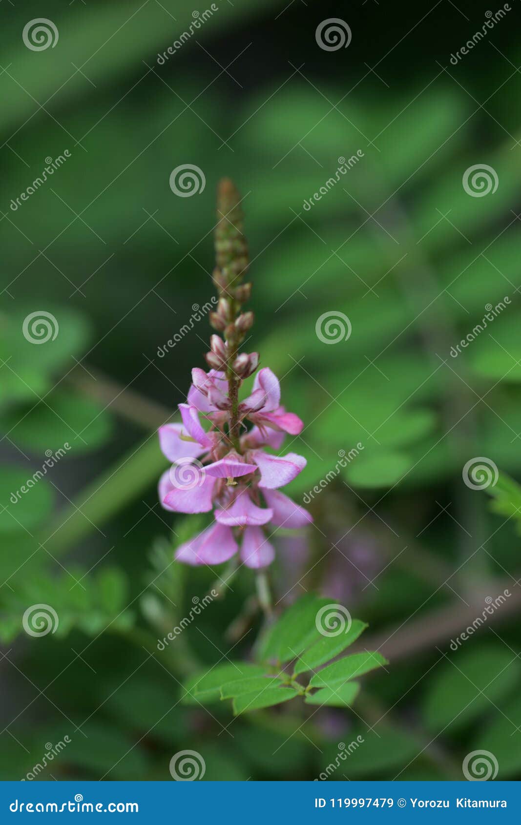 蓼蓝pseudotinctoria 库存图片 图片包括有红色 背包 庭院 五颜六色 植物群