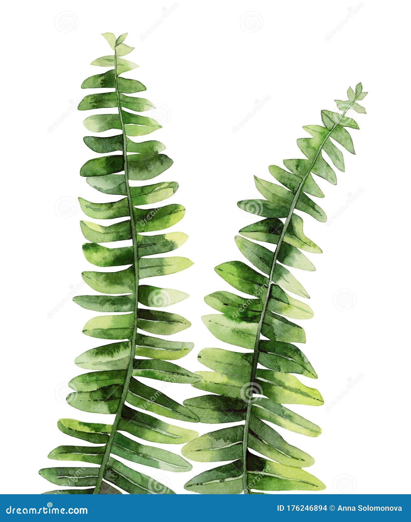 蕨类植物用于创建 问候语 卡片 邀请的设计热带森林植物水彩插图库存例证 插画包括有图画 设计 蕨类植物用于创建 问候语 卡片 邀请的设计热带森林植物水彩插图库存例证 插画包括有图画 设计
