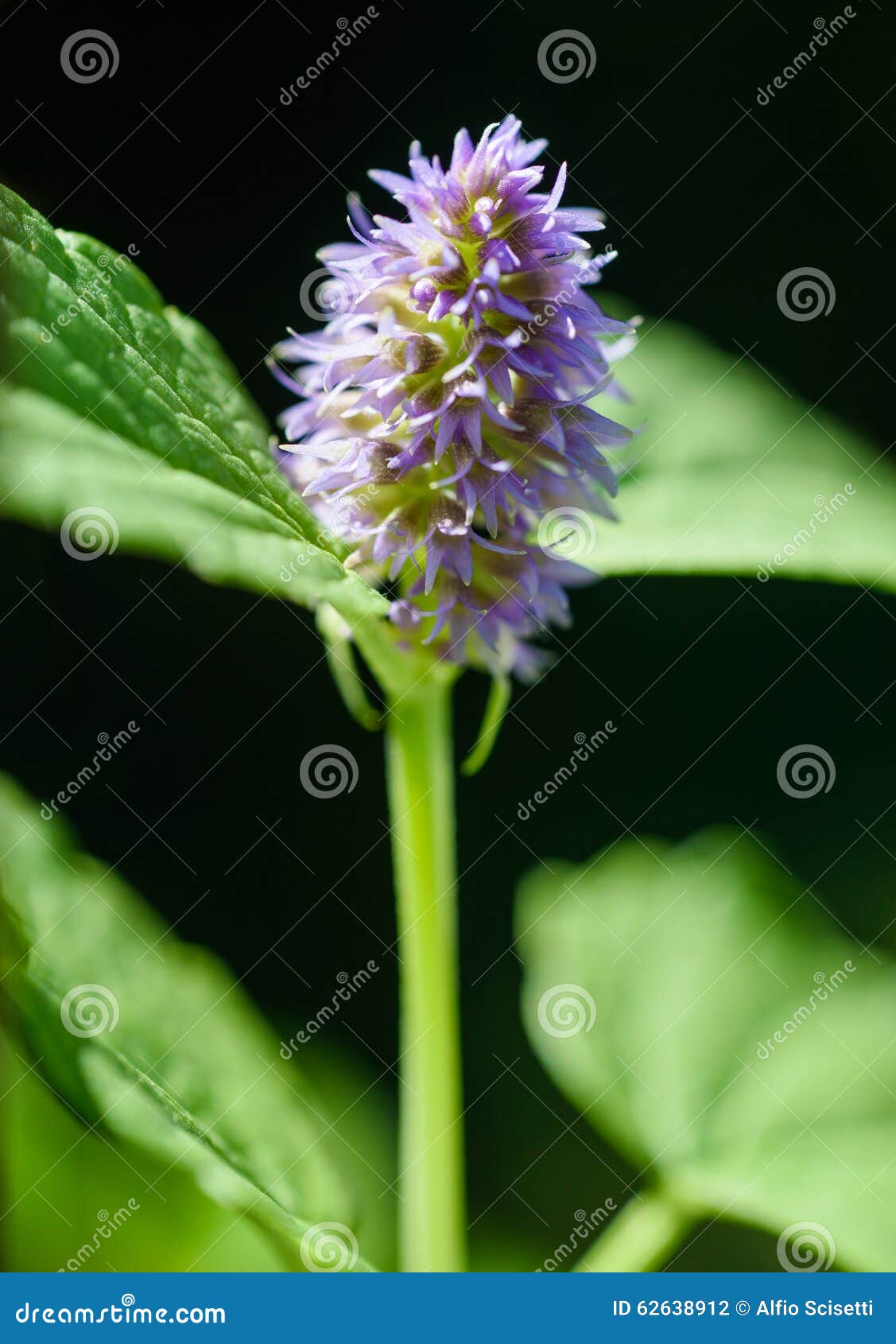 薄荷的花库存照片 图片包括有绽放 选票 字段 蜜蜂花 薄菏 叶子 工厂 开花 海索草 薄荷的花库存照片 图片包括有绽放 选票 字段 蜜蜂花 薄菏 叶子 工厂 开花 海索草