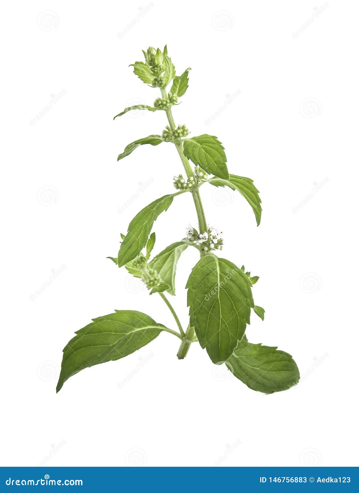 薄荷花和叶子在白色背景库存图片 图片包括有特写镜头 飘渺地 根本 背包 庭院 花卉 戒毒所