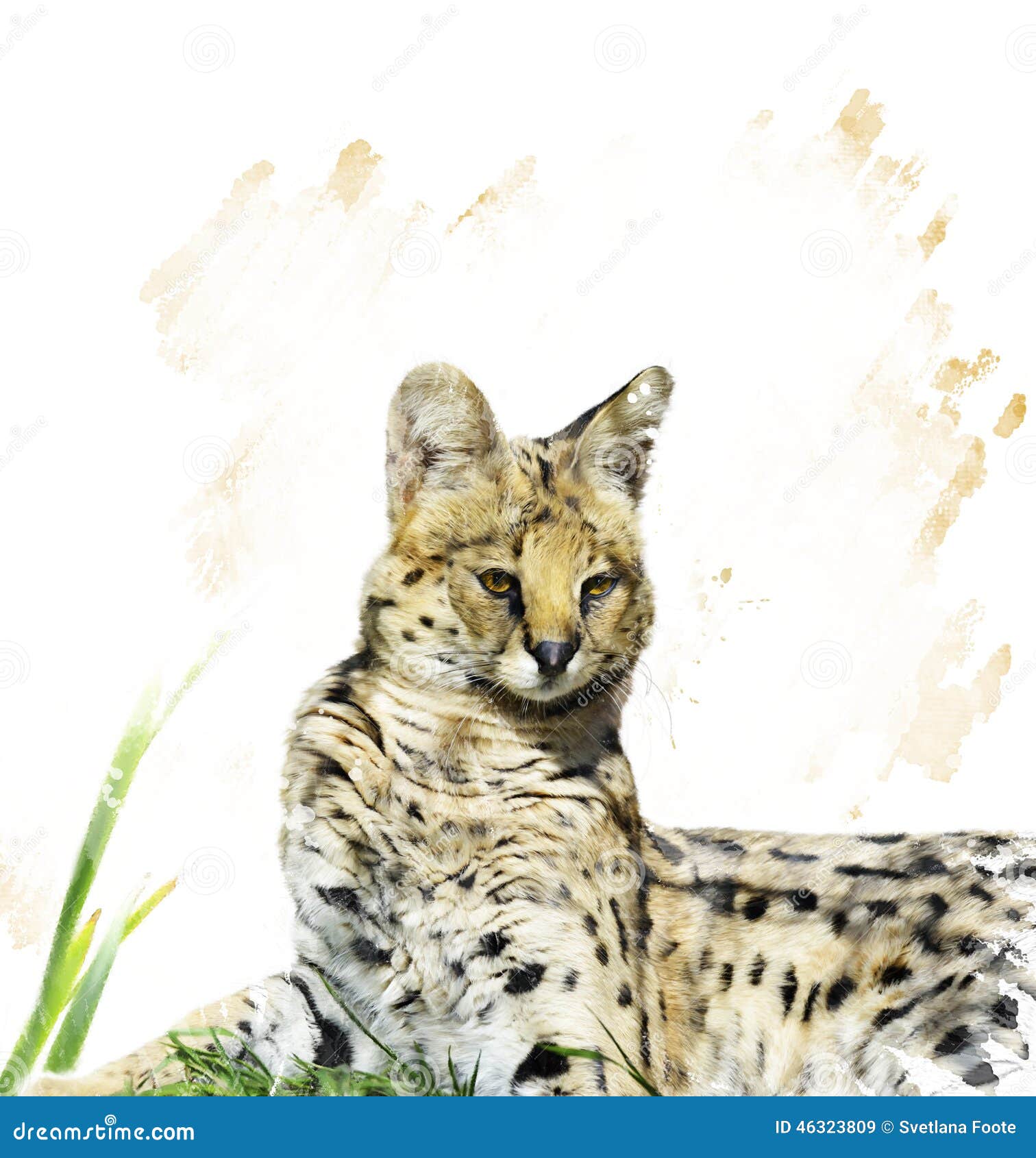 薮猫画象库存例证 插画包括有附庸风雅 毛皮 绘画 水彩 本质 食肉动物 艺术 敌意 薮猫画象库存例证 插画包括有附庸风雅 毛皮 绘画 水彩 本质 食肉动物 艺术 敌意