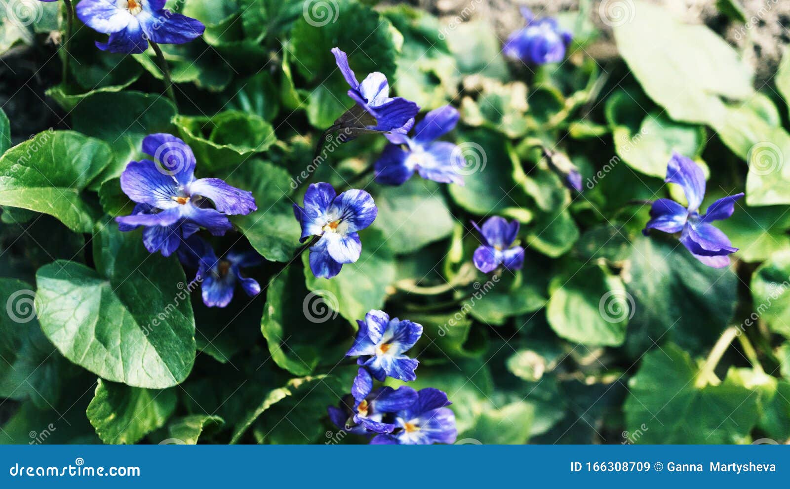 薰衣草 紫色 绣球花 壁纸 花排列 花排列 紫色花 紫色库存图片 图片包括有绽放 字段 薰衣草 紫色 绣球花 壁纸 花排列 花排列 紫色花 紫色库存图片 图片包括有绽放 字段