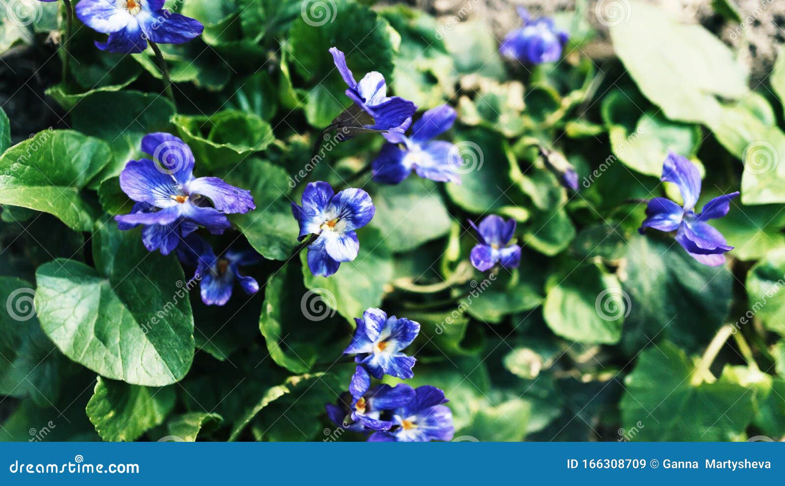 薰衣草 紫色 绣球花 壁纸 花排列 花排列 紫色花 紫色库存图片 图片包括有绽放 字段