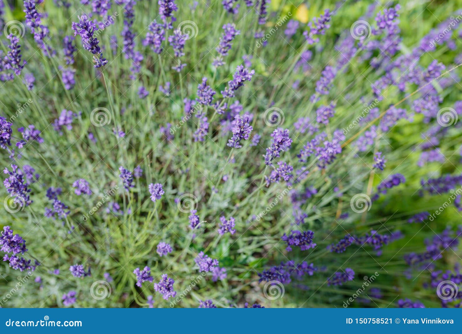 薰衣草花紫花背景淡紫色花库存图片 图片包括有夜间 淡紫色 庭院 香水 工厂 特写镜头 薰衣草花紫花背景淡紫色花库存图片 图片包括有夜间 淡紫色 庭院 香水 工厂 特写镜头