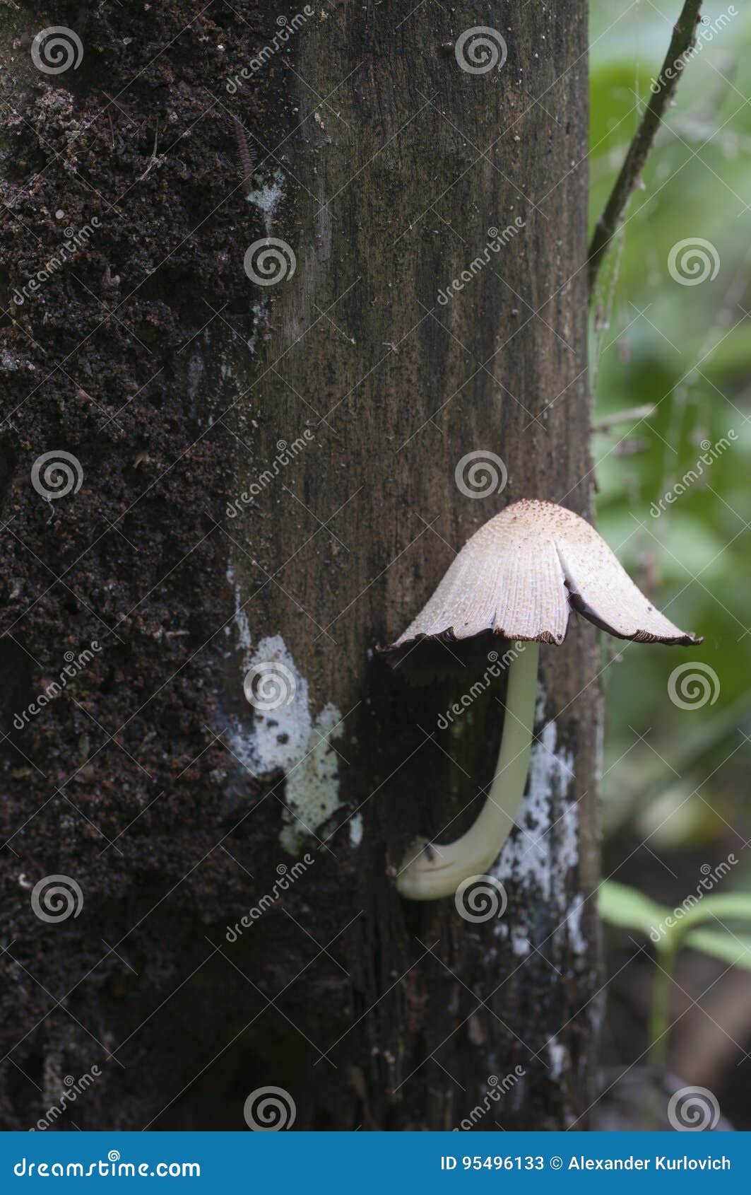 蘑菇鬼伞属种类库存图片 图片包括有蘑菇鬼伞属种类