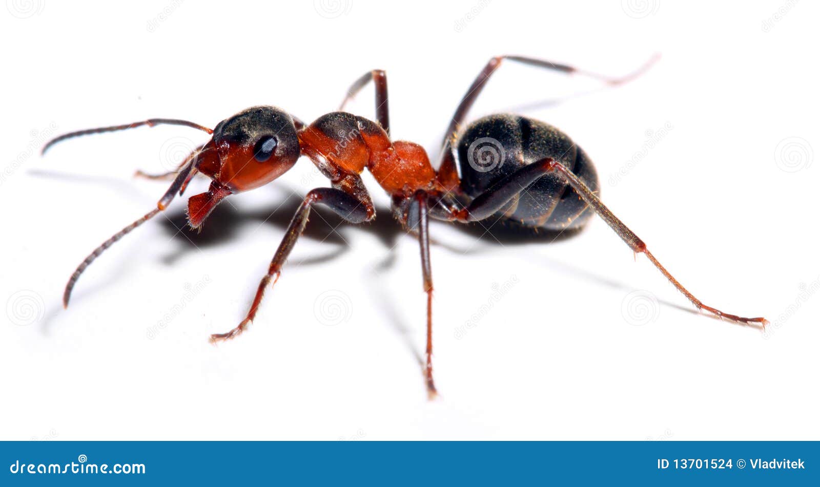 蚂蚁大红色库存照片. 图片包括有嵌套, 抗酸剂, 行程, 社区, 下颌, 殖民地, 昆虫, 合作, 收集- 13701524