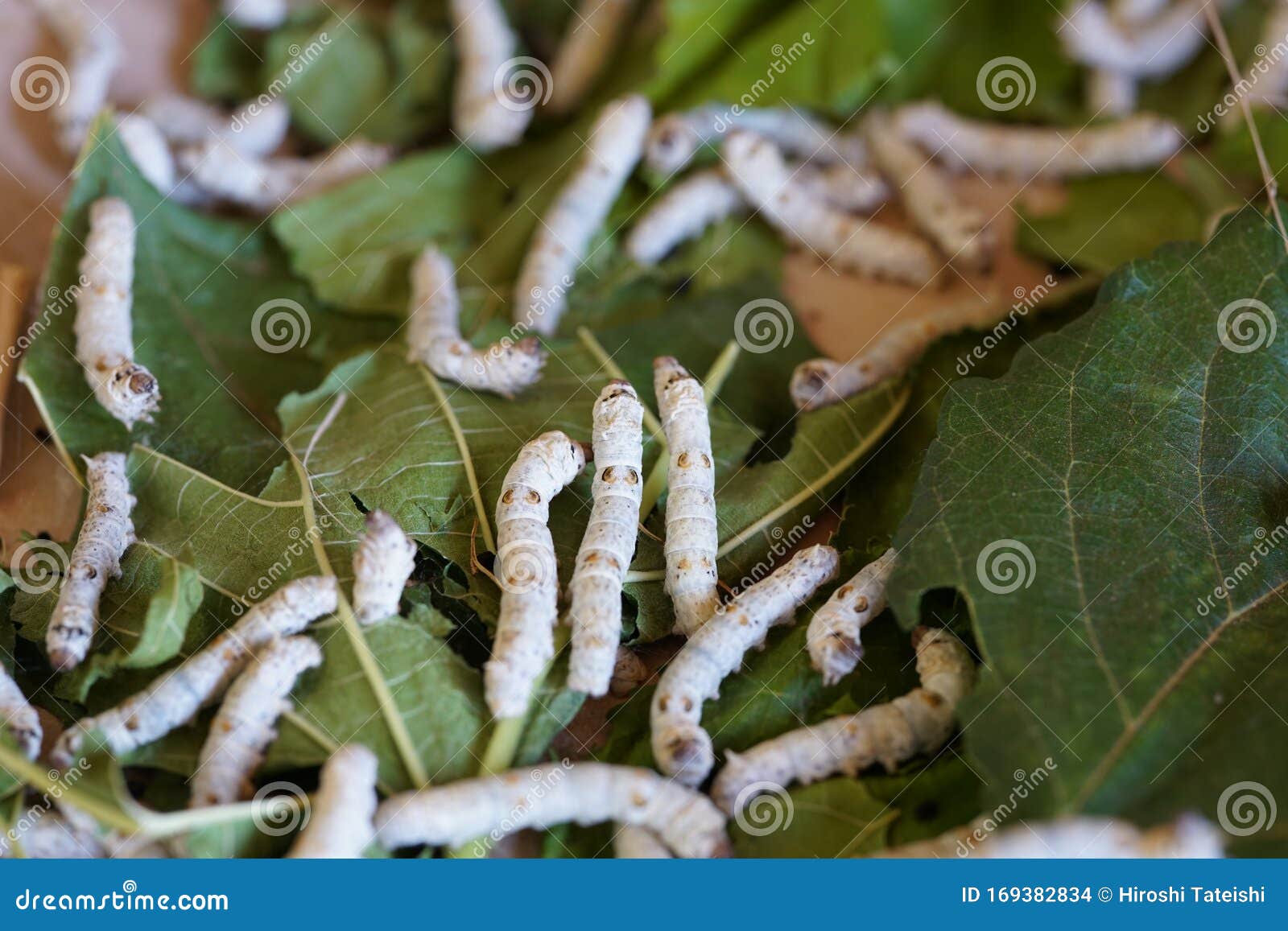 蚕桑蚕库存照片 图片包括有毛虫 桑树 昆虫 纱线 空白 叶子 黄色 桑蚕 丝绸