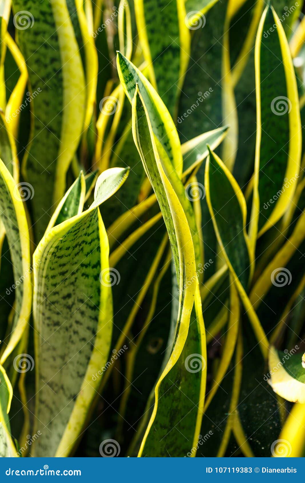 蛇植物百合科植物trifasciata 库存图片 图片包括有 蛇植物百合科植物trifasciata 库存图片 图片包括有