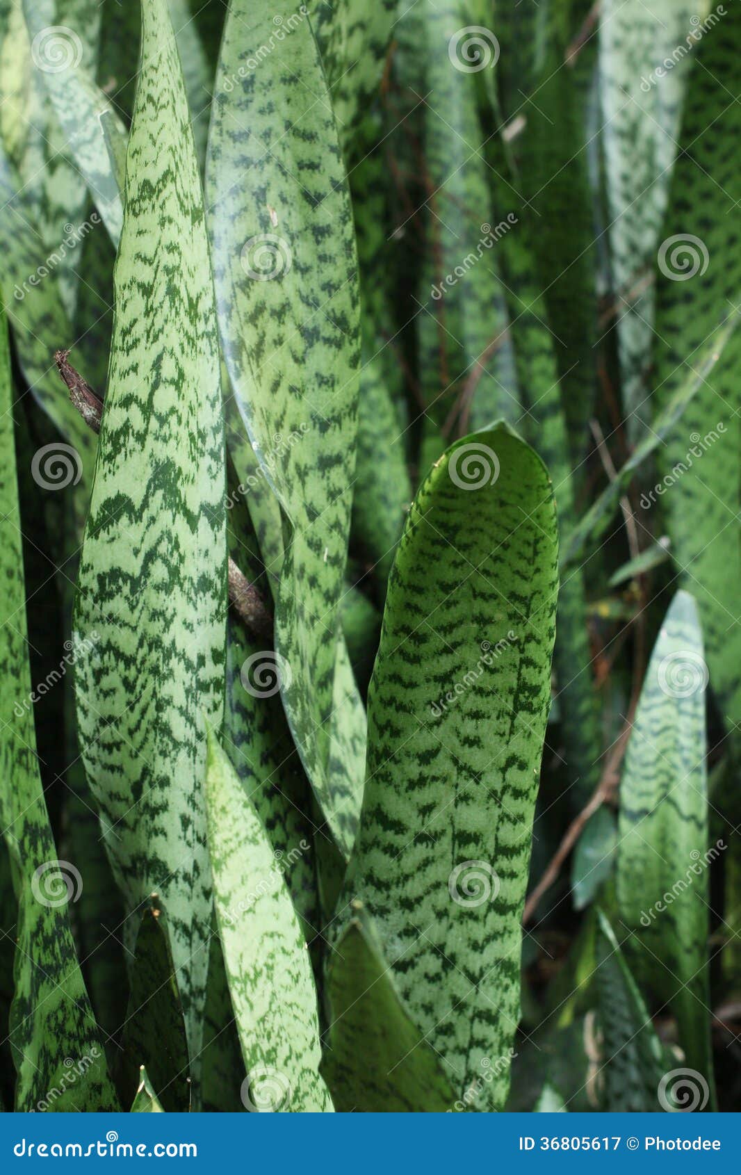 蛇植物库存图片 图片包括有工作室 室内植物 户内 对象 庭院 热带 唯一 射击 花卉 蛇植物库存图片 图片包括有工作室 室内植物 户内 对象 庭院 热带 唯一 射击 花卉