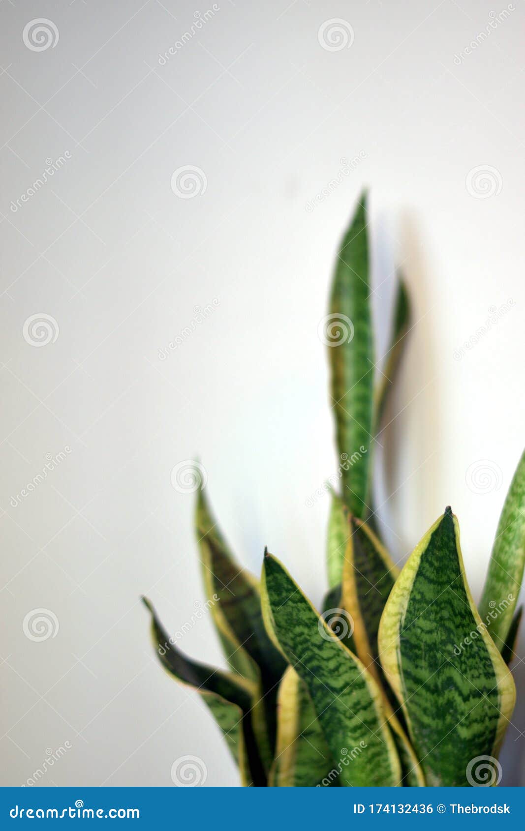 蛇类植物或法律中的母体库存照片 图片包括有背包 虚拟 绿色 生活方式 叶子 家庭 母亲 蛇类植物或法律中的母体库存照片 图片包括有背包 虚拟 绿色 生活方式 叶子 家庭 母亲