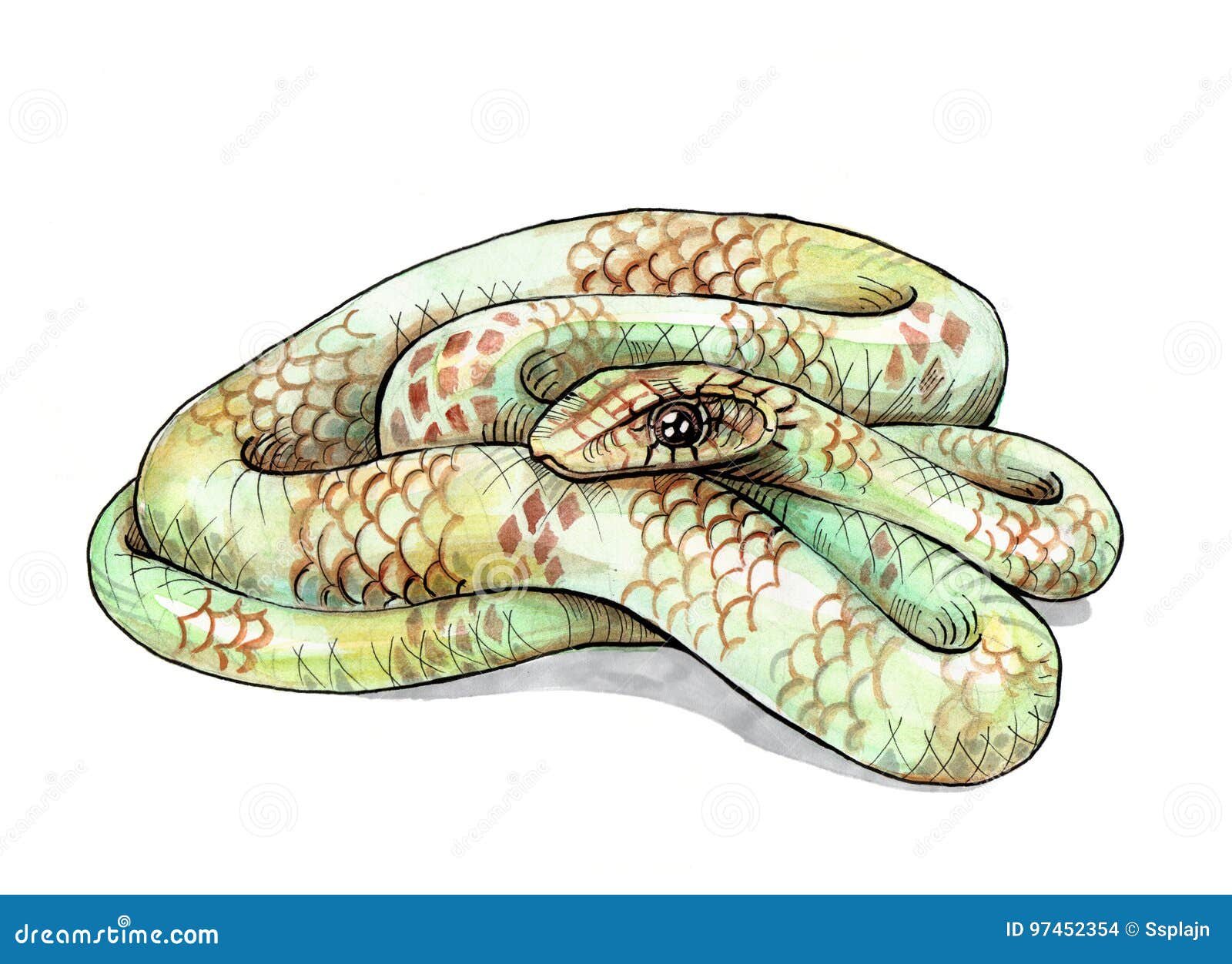 蛇额嘴装饰飞行例证图象其纸部分燕子水彩库存例证 插画包括有毒物 罪恶 动画片 装饰品 设计