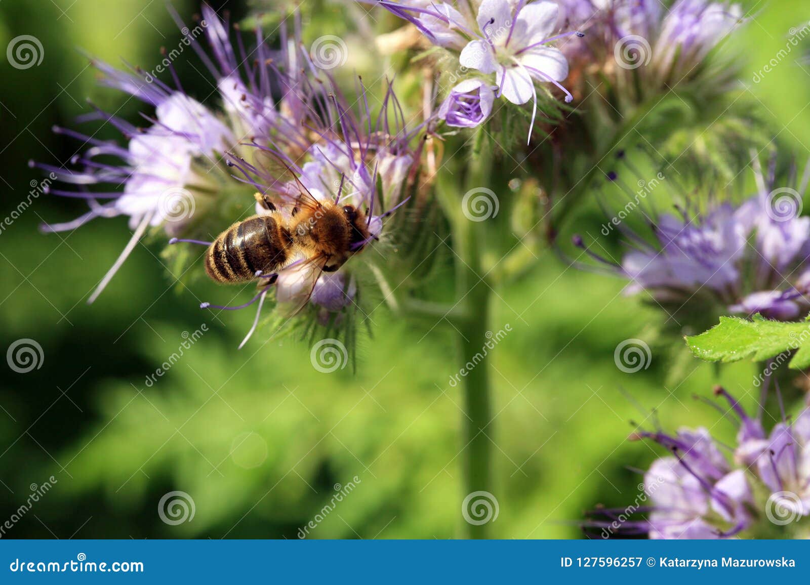 蜂 Apis Mellifera和蜜源植物phacelia 库存图片 图片包括有mellifera和蜜源植物phacelia 蜂 Apis