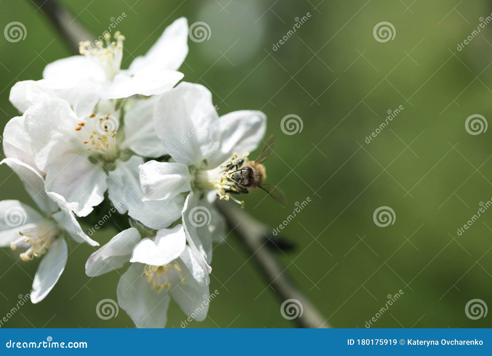 蜜蜂在树上的白花上蜜蜂采摘苹果花花粉库存图片 图片包括有蜜蜂采摘苹果花花粉 蜜蜂在树上的白花上