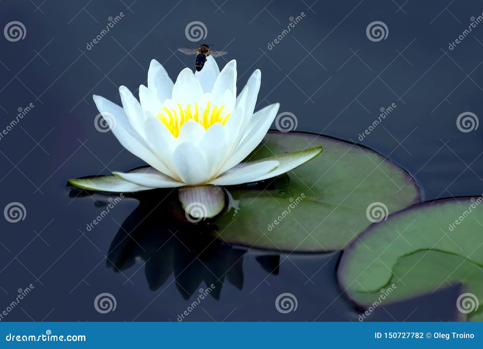 蜜蜂在水中授粉荷花库存照片 图片包括有花期 莲花 花卉 植被 精美 花瓣 绿色 装饰 蜜蜂在水中授粉荷花库存照片 图片包括有花期 莲花 花卉 植被 精美 花瓣 绿色 装饰