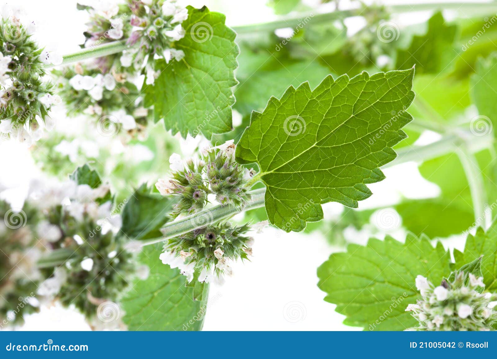 蜜蜂花库存照片 图片包括有 蜜蜂花库存照片 图片包括有