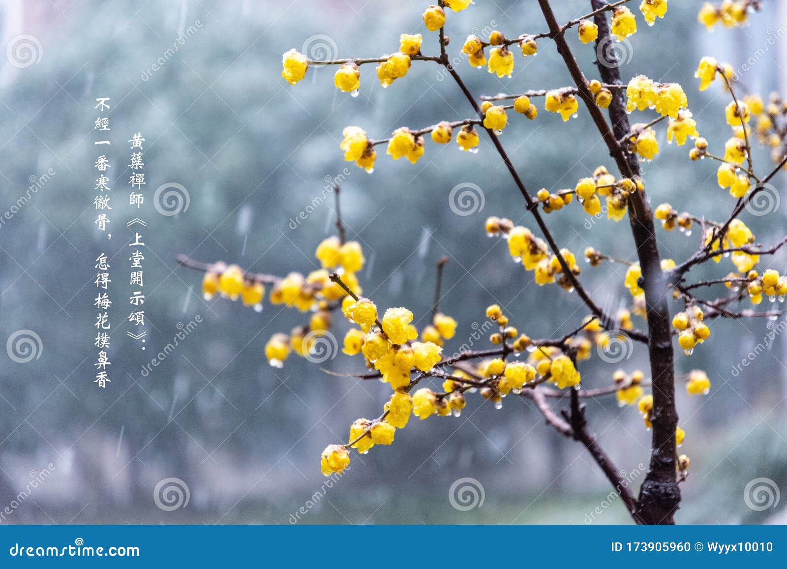 蜡梅英文名 Winter Sweet 中文别名 金梅 腊梅 蜡花 黄梅花 Stock Photo Image Of Character Chimonanthus