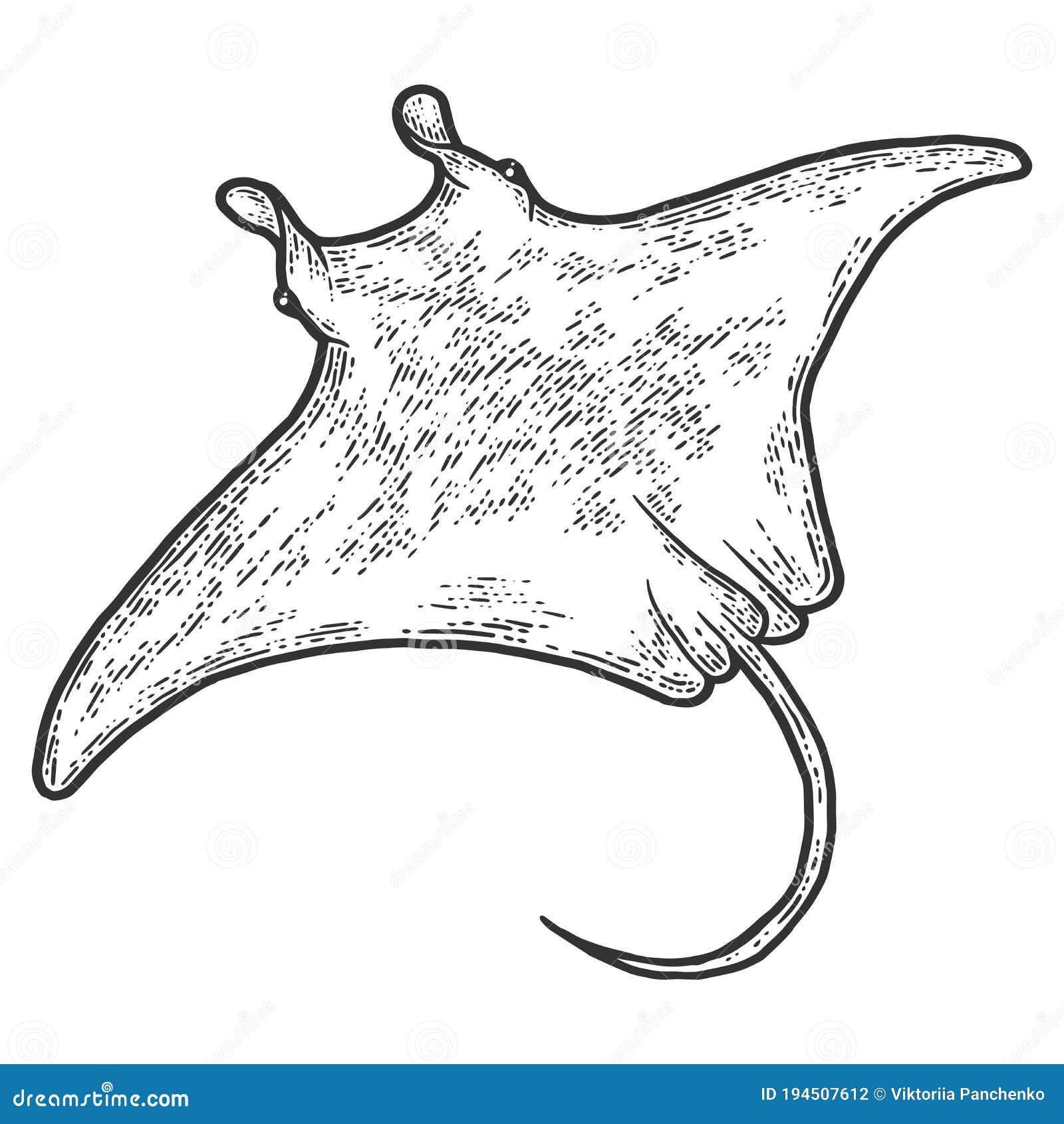蝙蝠目鱼类 草图划板 黑白 库存例证 插画包括有减速火箭 海鲜 背包 临时 盐水 剪影