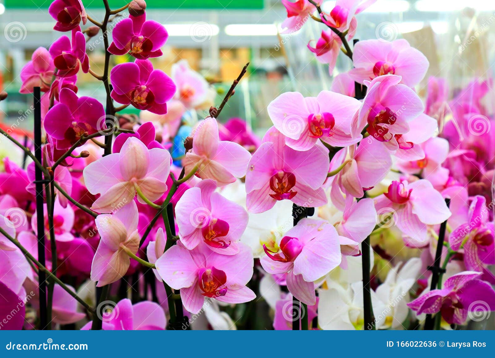 蝴蝶兰兰粉红色花在店里许多开花植物 自然花卉背景温室美丽的花库存照片 图片包括有蝴蝶 照亮